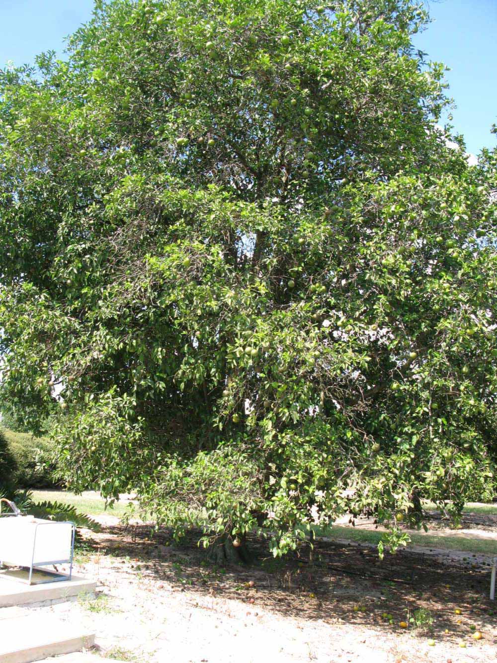            Habit (Winter Haven, FL)   